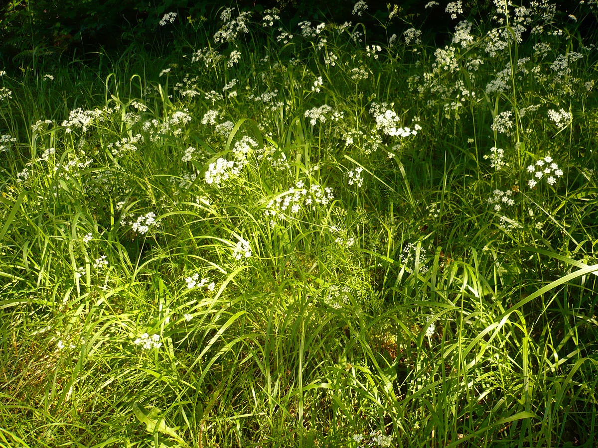 Conopodium majus subsp. majus (Apiaceae)